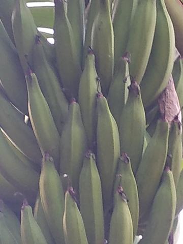 Mudas d banana - Foto 3