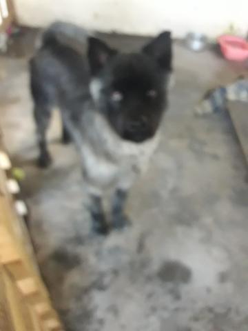 Cachorro - Foto 2