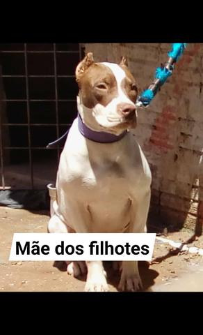 Pit bull - Foto 5