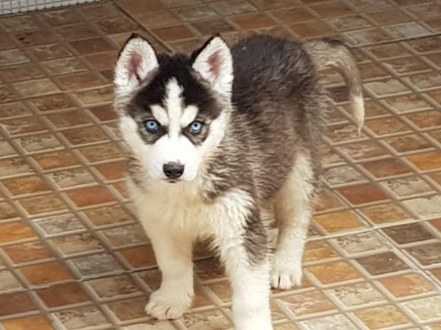 Lindos Machos de Husky
