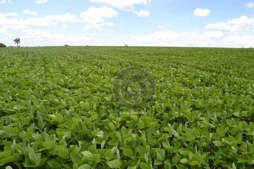 Fazenda 2500 ha em sapezal para agricultura