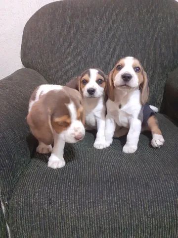 Beagles (puros) - Foto 3