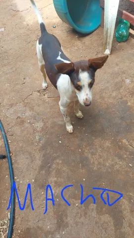 doação de cachorros urgente, já estão ficando adultos, não tenho como cuidar - Foto 4