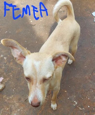 doação de cachorros urgente, já estão ficando adultos, não tenho como cuidar - Foto 5