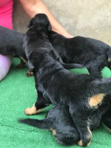 Filhote de rottweiler cabeça de touro  - Foto 5