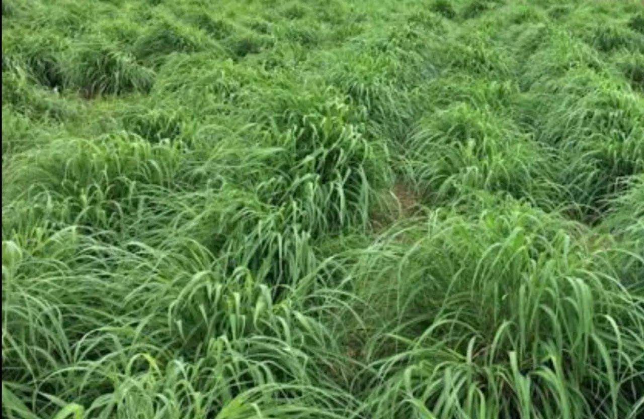 Adulbo fertilizante adubo - Foto 3