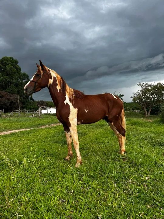 Cavalo Mangalarga Paulista  - Foto 2