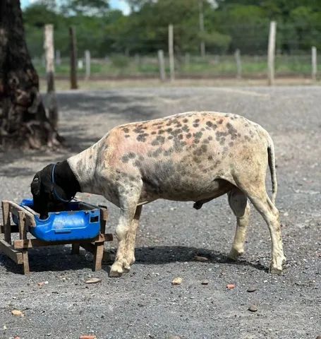 Carneiros Dorper com Santa Inês. - Foto 3