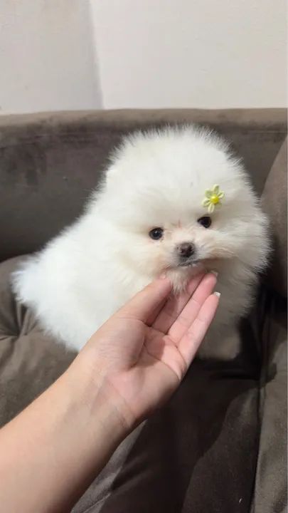 Spitz Alemão anão macho