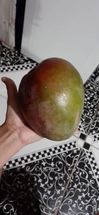 Mudas Graviola Gigante,Saputilha  - Foto 4