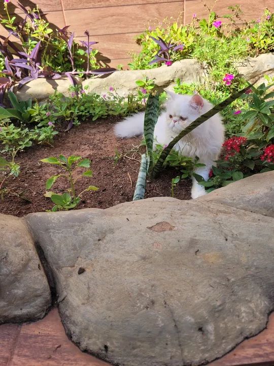 Gato Persa Branco - Adorável e Carinhoso - Foto 6