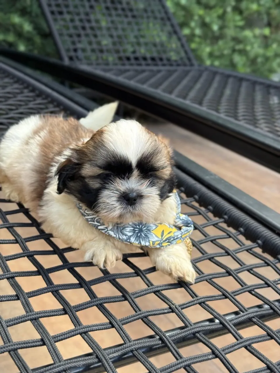 VENDO FILHOTE DE SHIH TZU