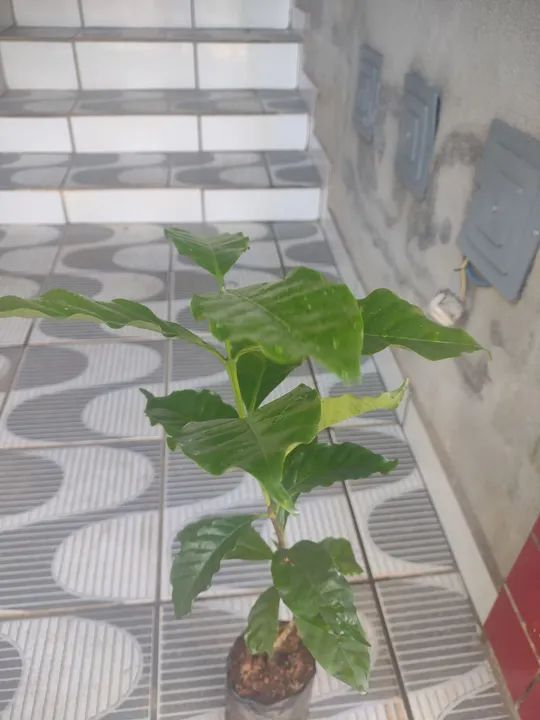 Muda de café - Foto 5