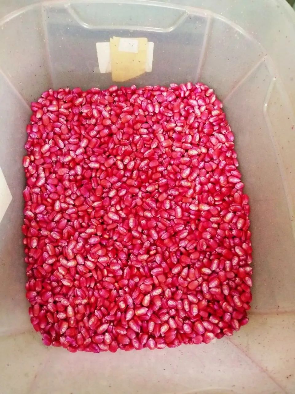 1 Kg Milho Plantio Pamonha Doce excelente Qualidade. - Foto 3