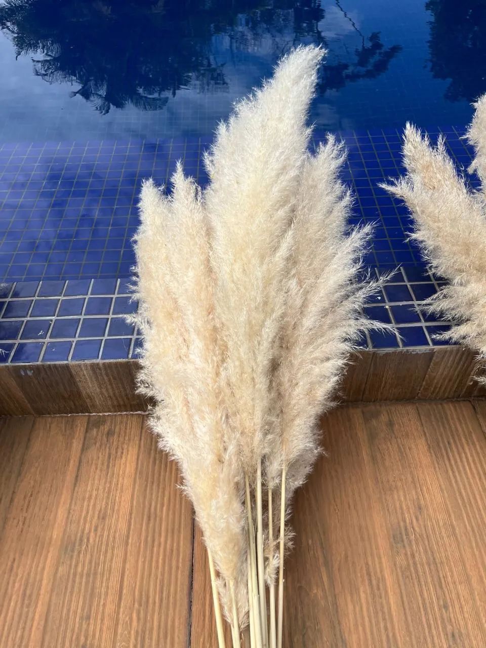 Capim dos pampas