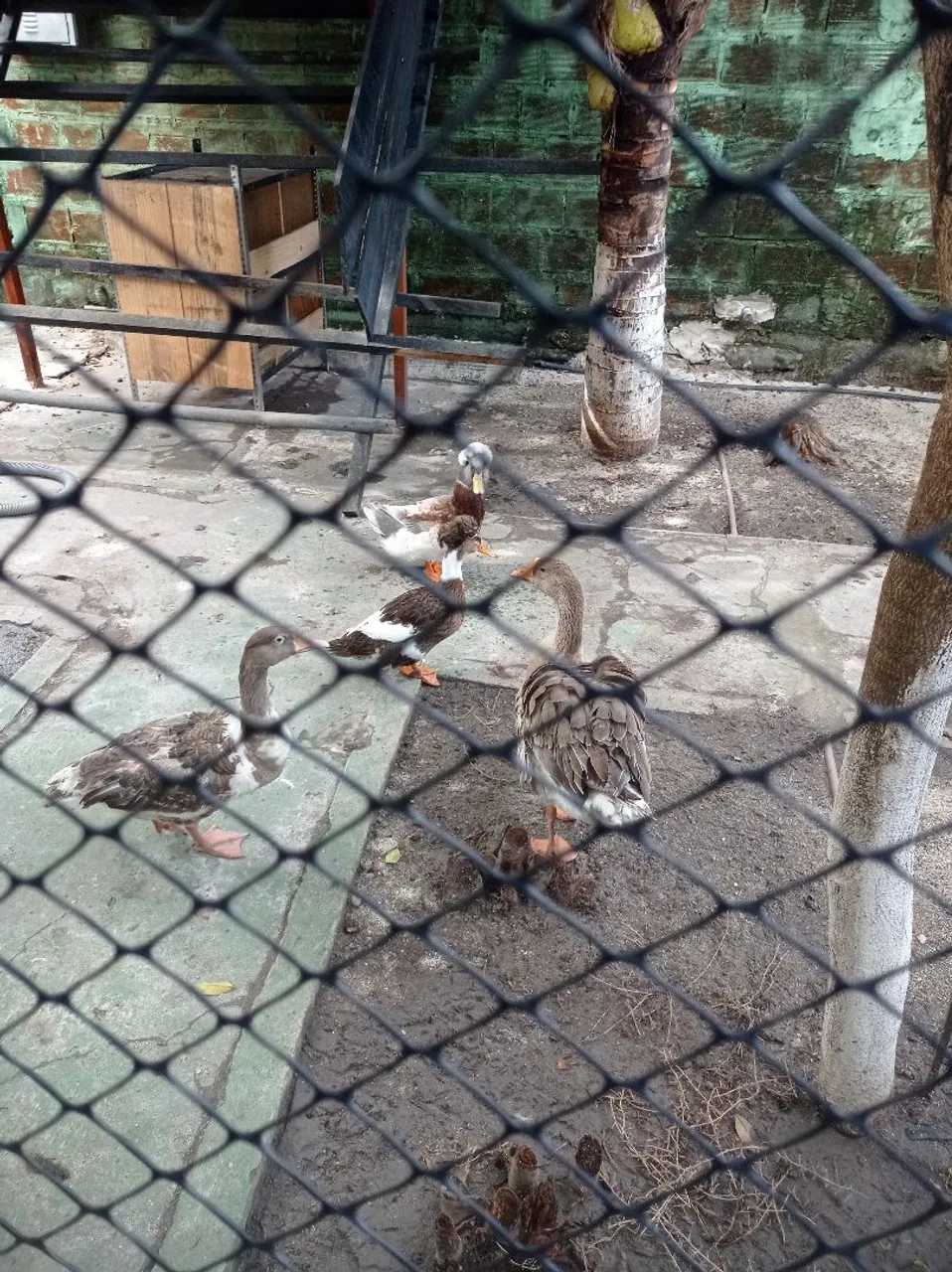  gansos. Casal. $500
