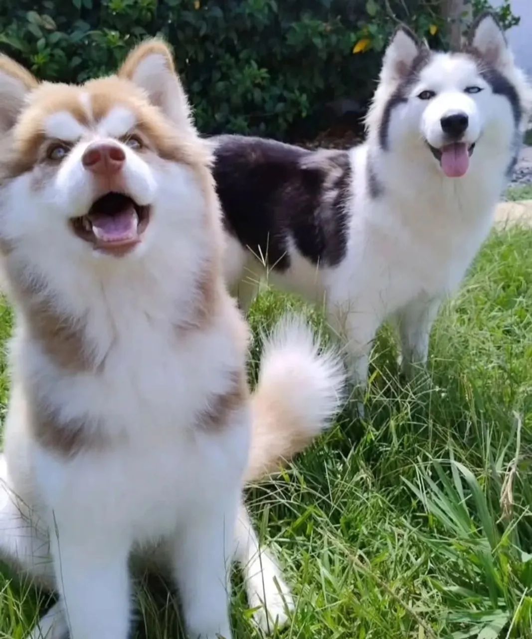 Husky Siberiano - 1 ano e 7 meses fêmea  - Foto 5