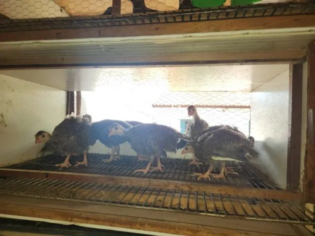 Angolas com 45 dias - Foto 4