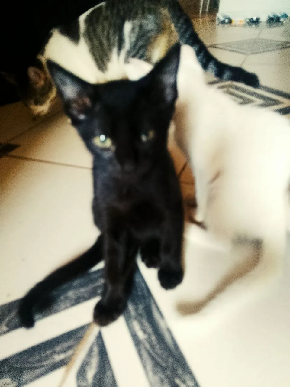 Gatinhos fofos para adoção