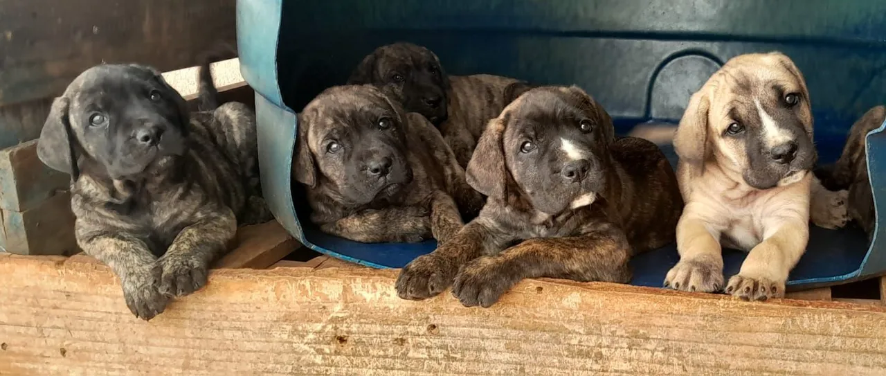 Filhotes de Cane Corso