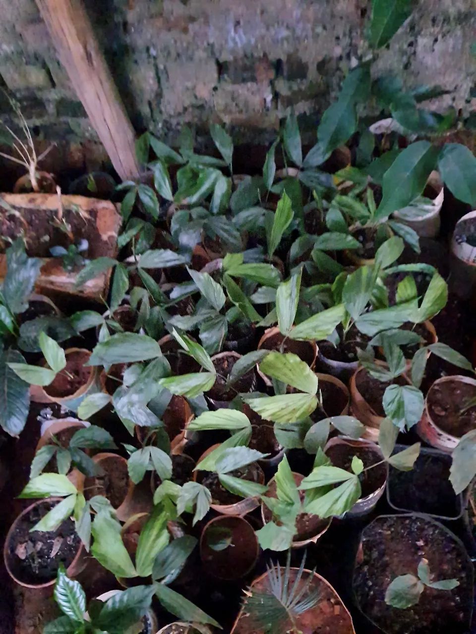 Palmeira para jardim - Foto 4