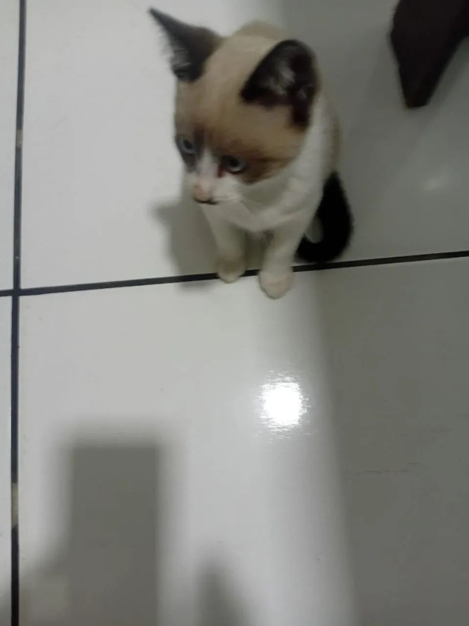 DOAÇÃO FILHOTE MACHO GATINHO GATO - Foto 4