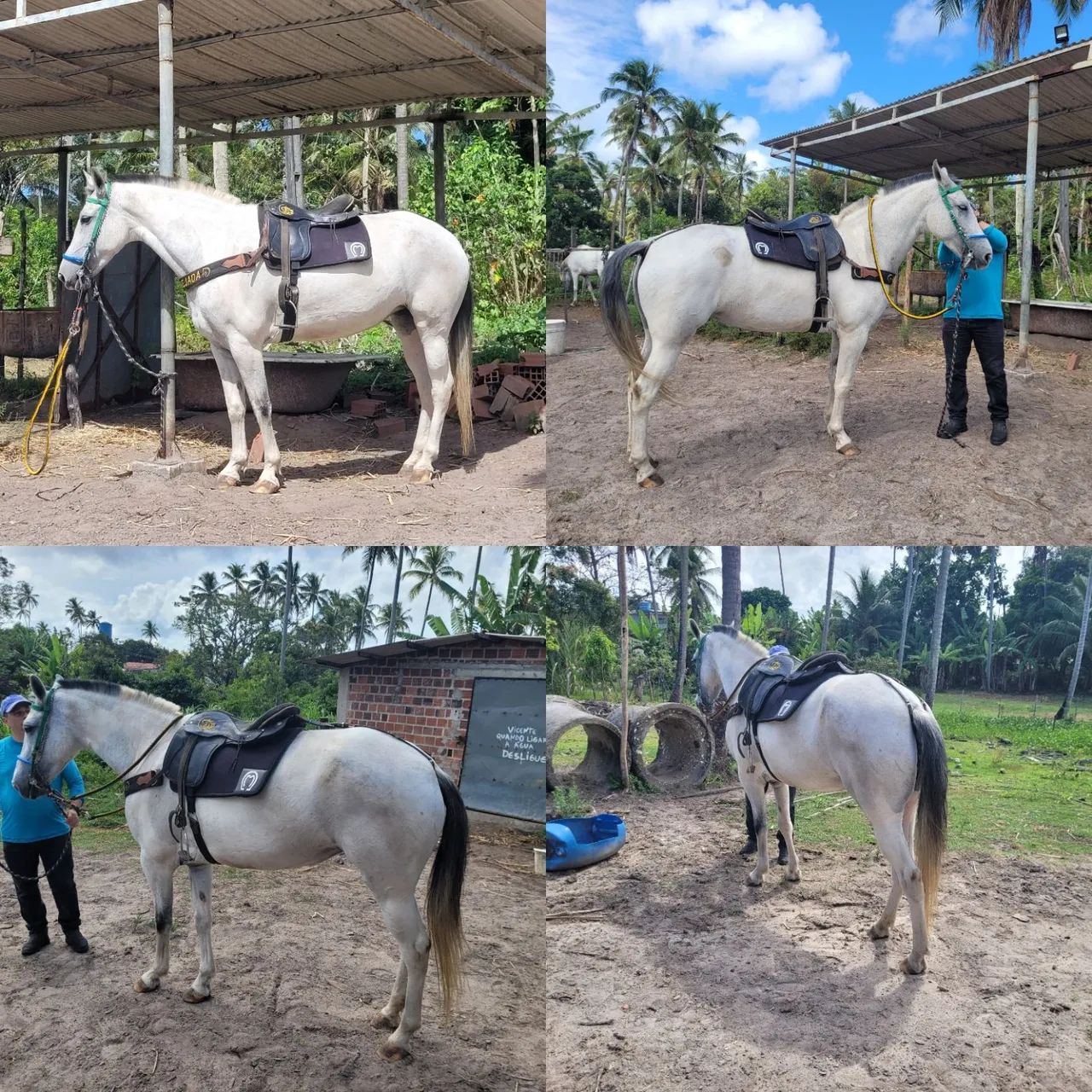 Égua Mestiça de Mangalarga