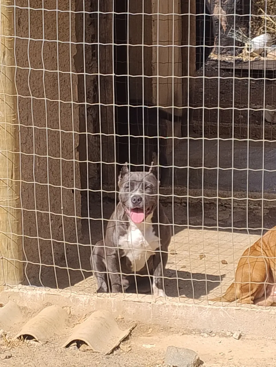 Filhote American Bully fêmea 