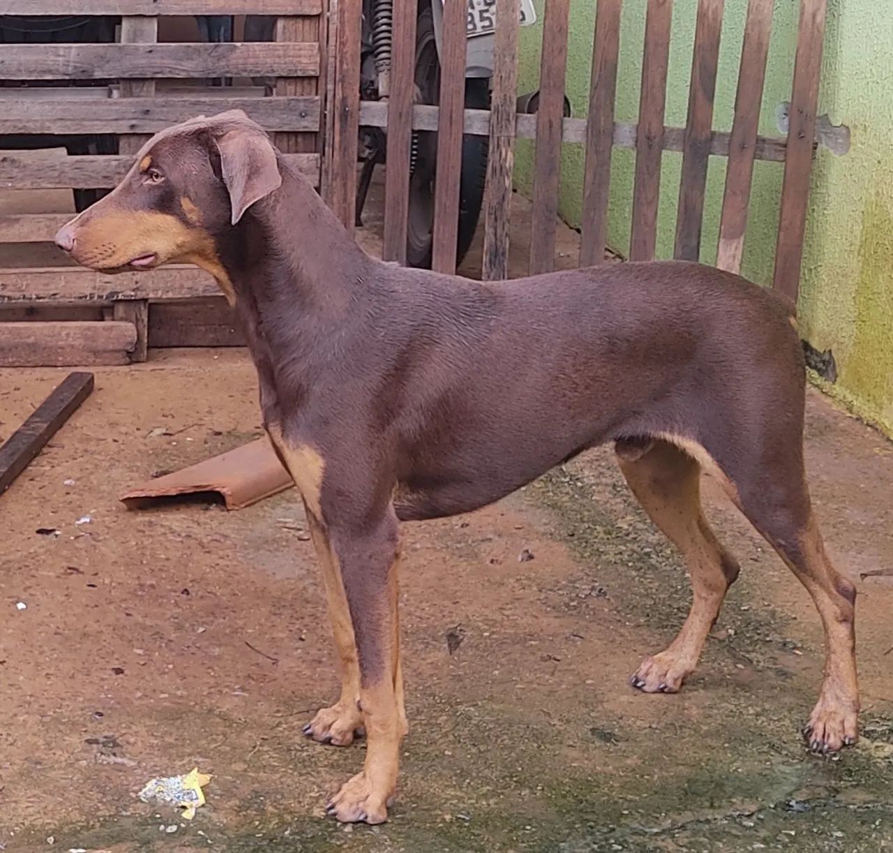Doberman macho  - Foto 4