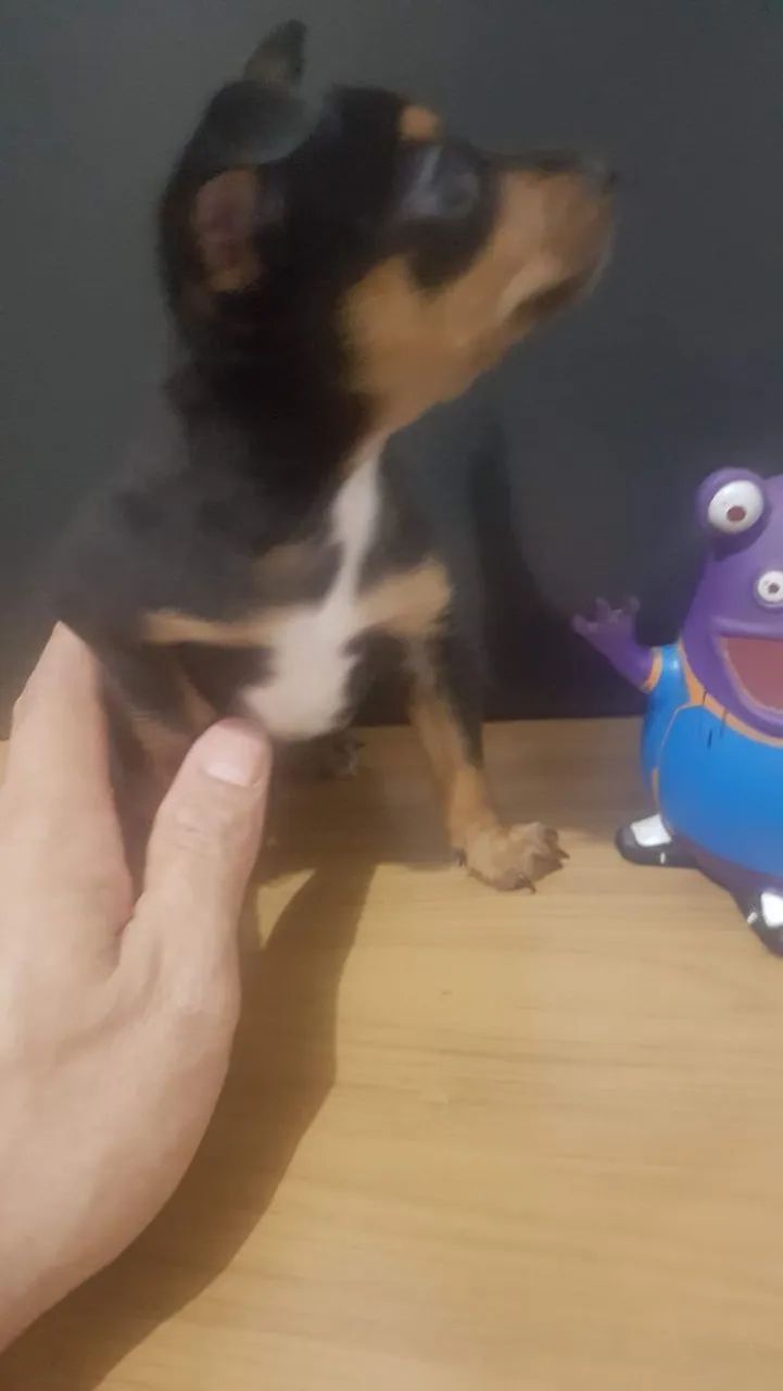 Pinscher fêmea mine - Foto 5