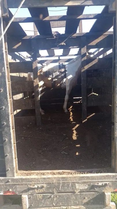 Égua Pampa  - Foto 2