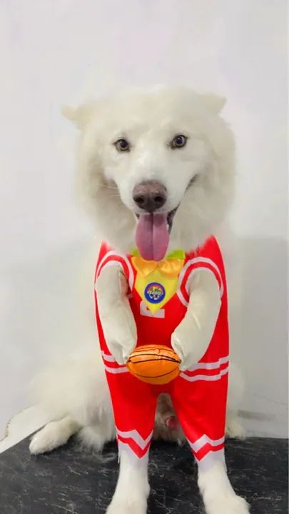 Fantasias para cachorro - Foto 6