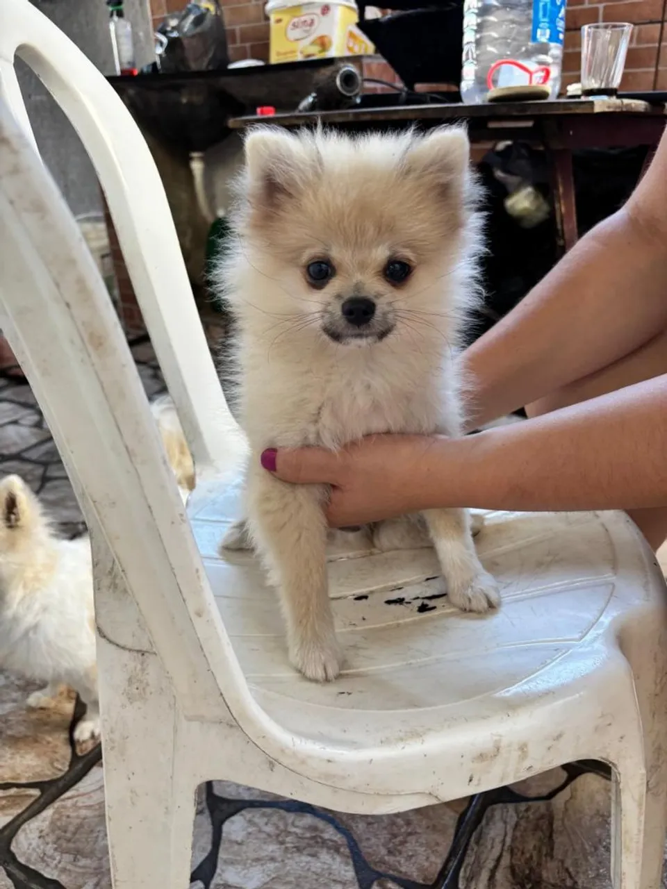 Filhote de Spitz Alemão macho 1000