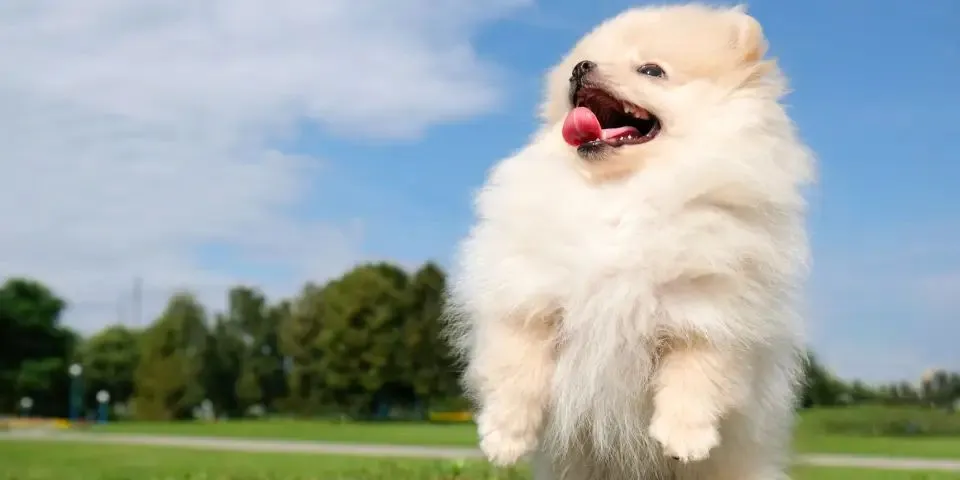 Filhote Lulu da Pomerânia para Reservas