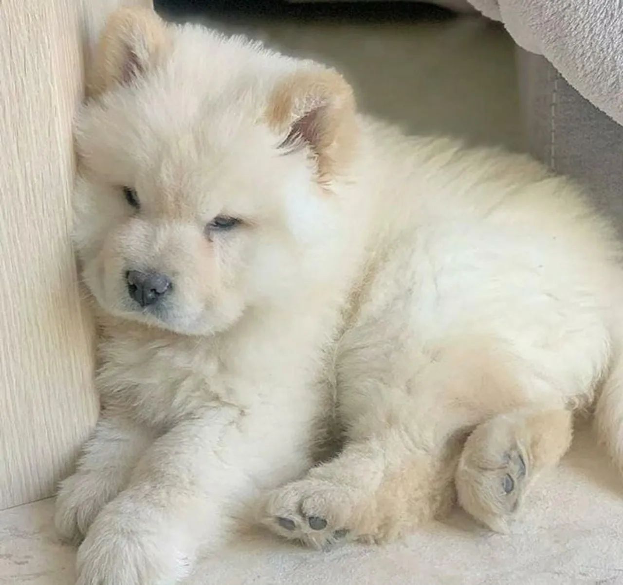 Chow Chow: Um ursinho leal e elegante: conheça nosso filhote de Chow Chow!