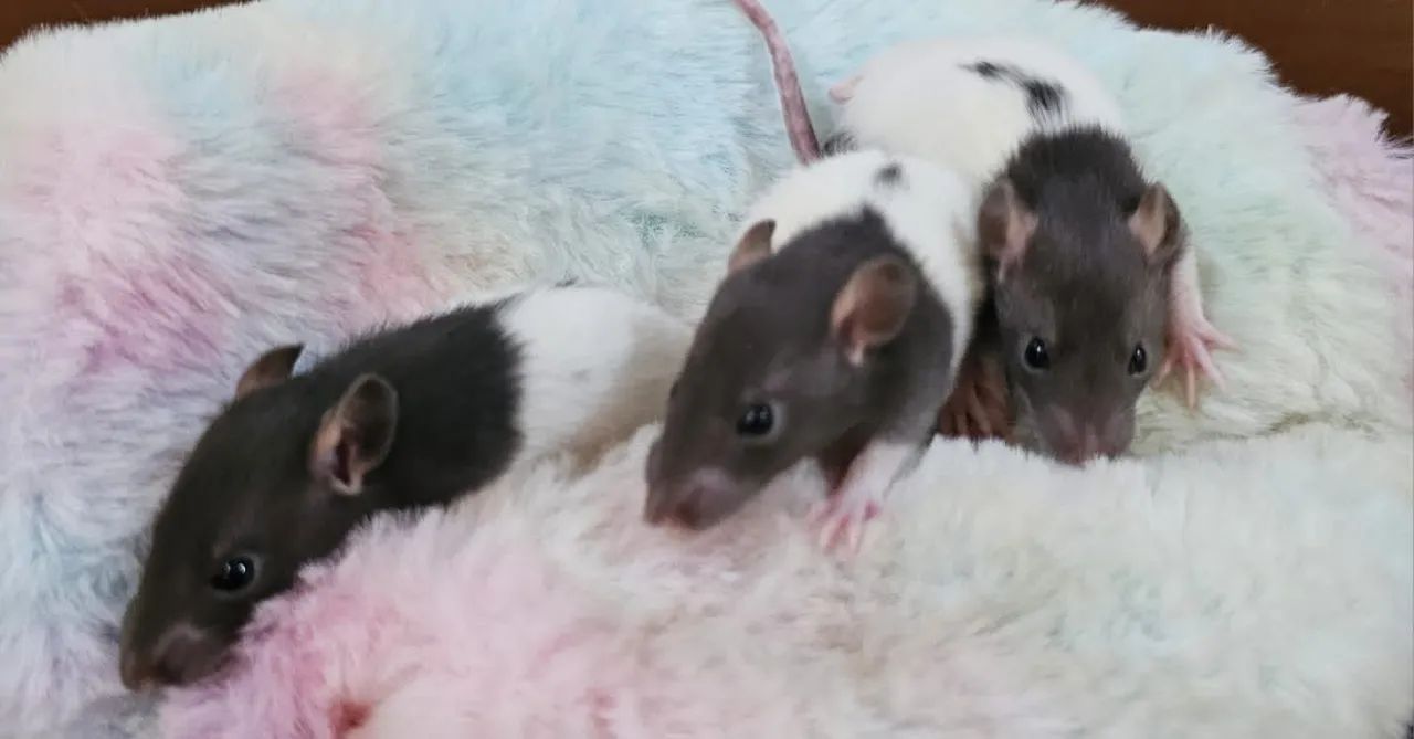 Twister carinhosos - Alto padrão - Foto 6