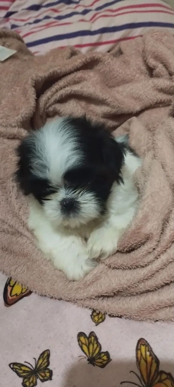 Filhote Shih Tzu  - Foto 5
