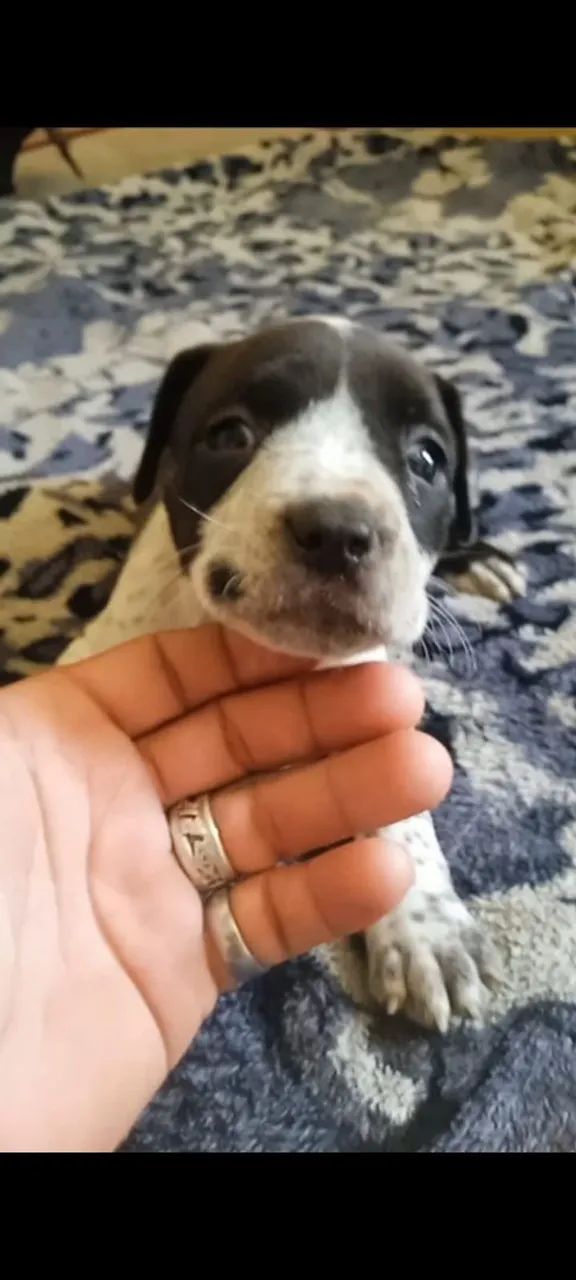 Filhotes Pitbull - Foto 4