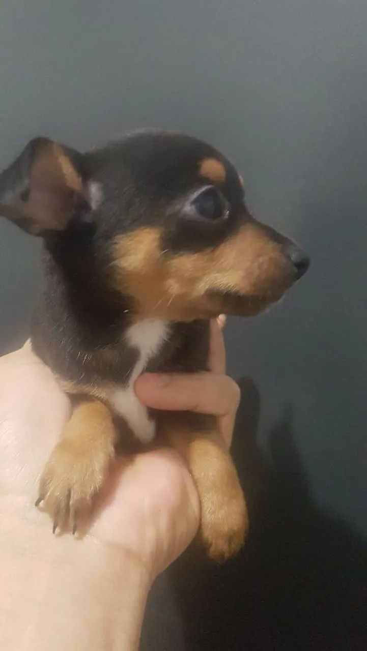 Pinscher fêmea mine - Foto 4