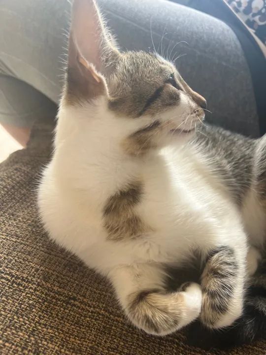 Gatinha linda e brincalhona para adoção - Foto 2