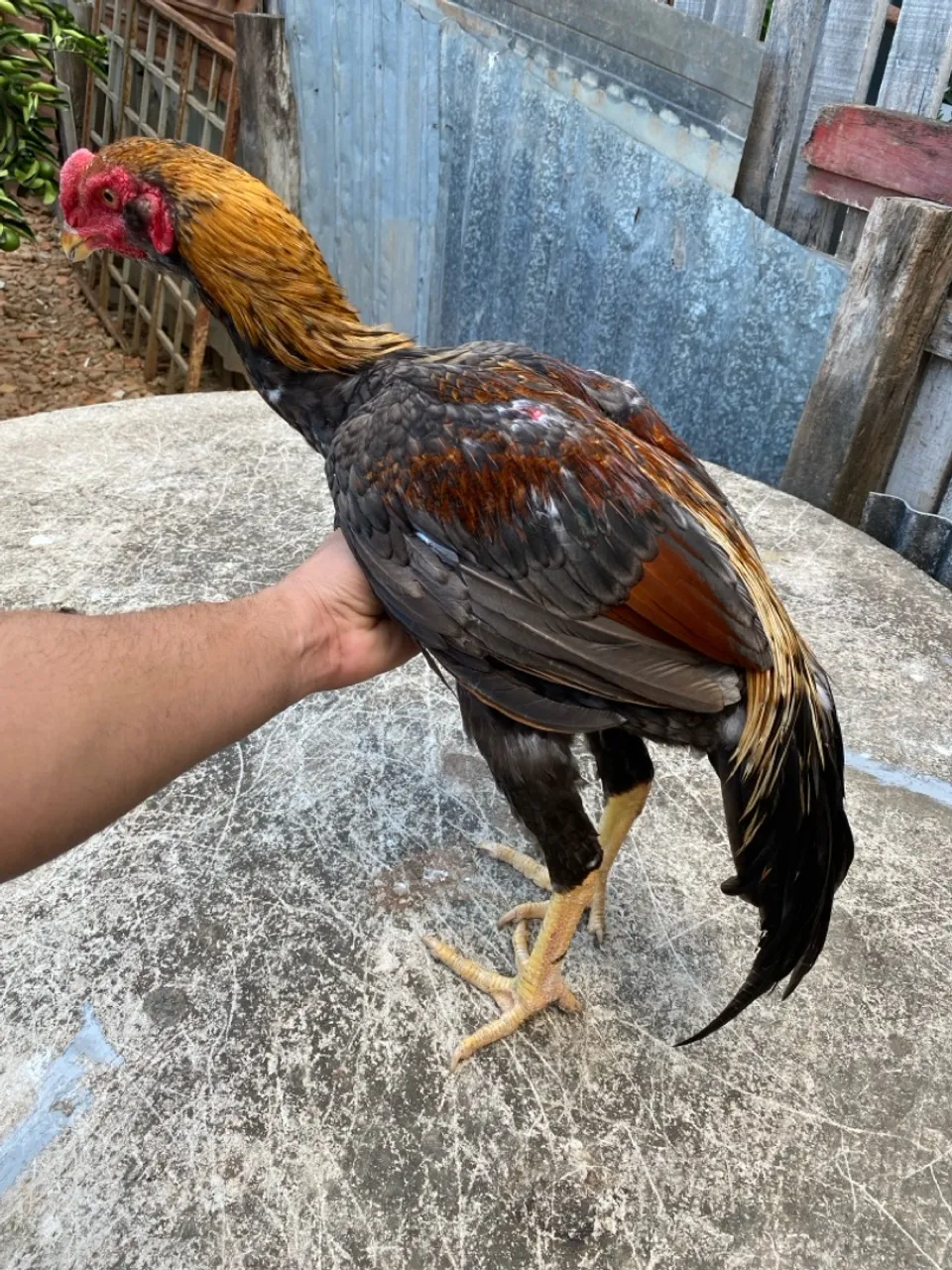 Frango indiano