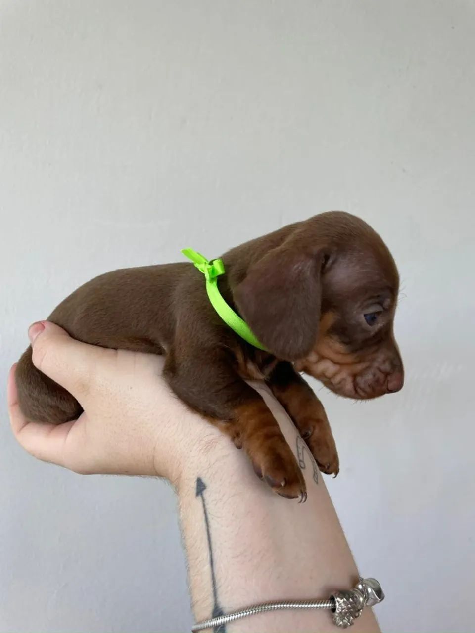 dachshund 