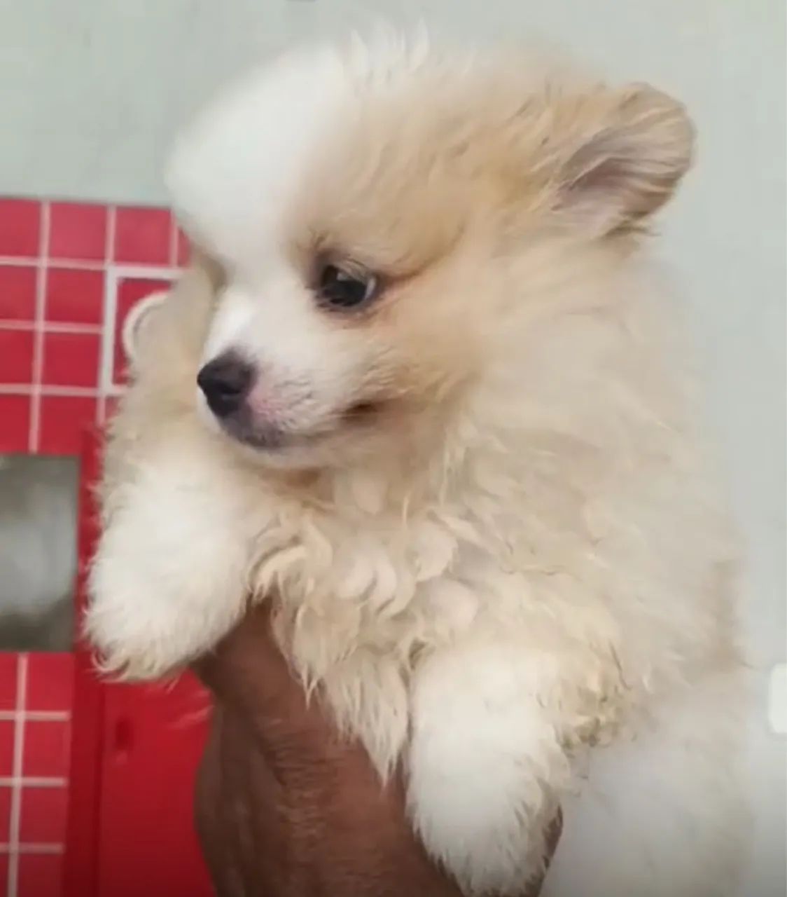 Spitz Alemão anao