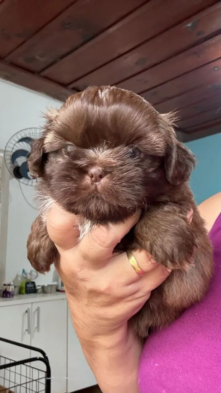 Filhote Shih Tzu Chocolate com dois meses de idade 