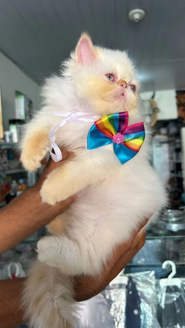 gato persa show