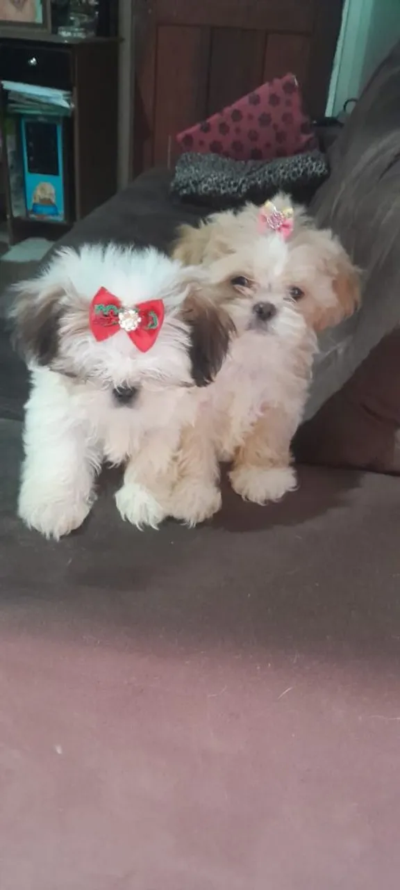 Shih Tzu