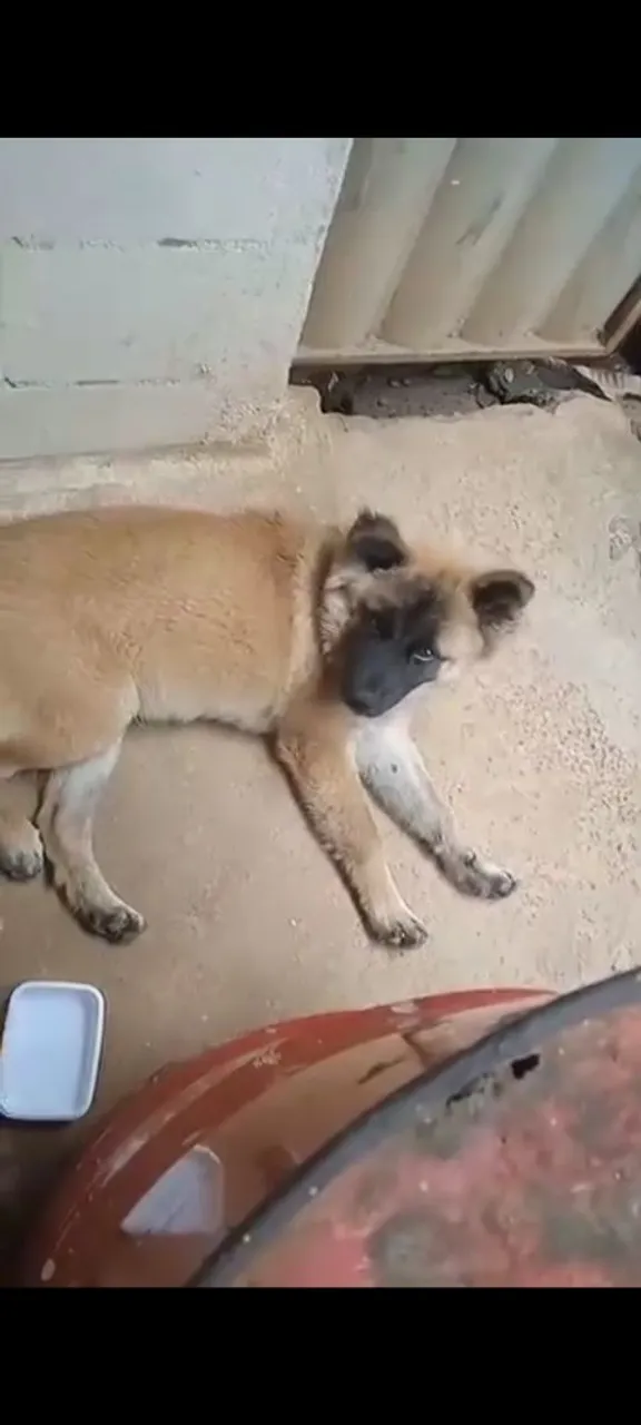 Cão de porte médio para adoção