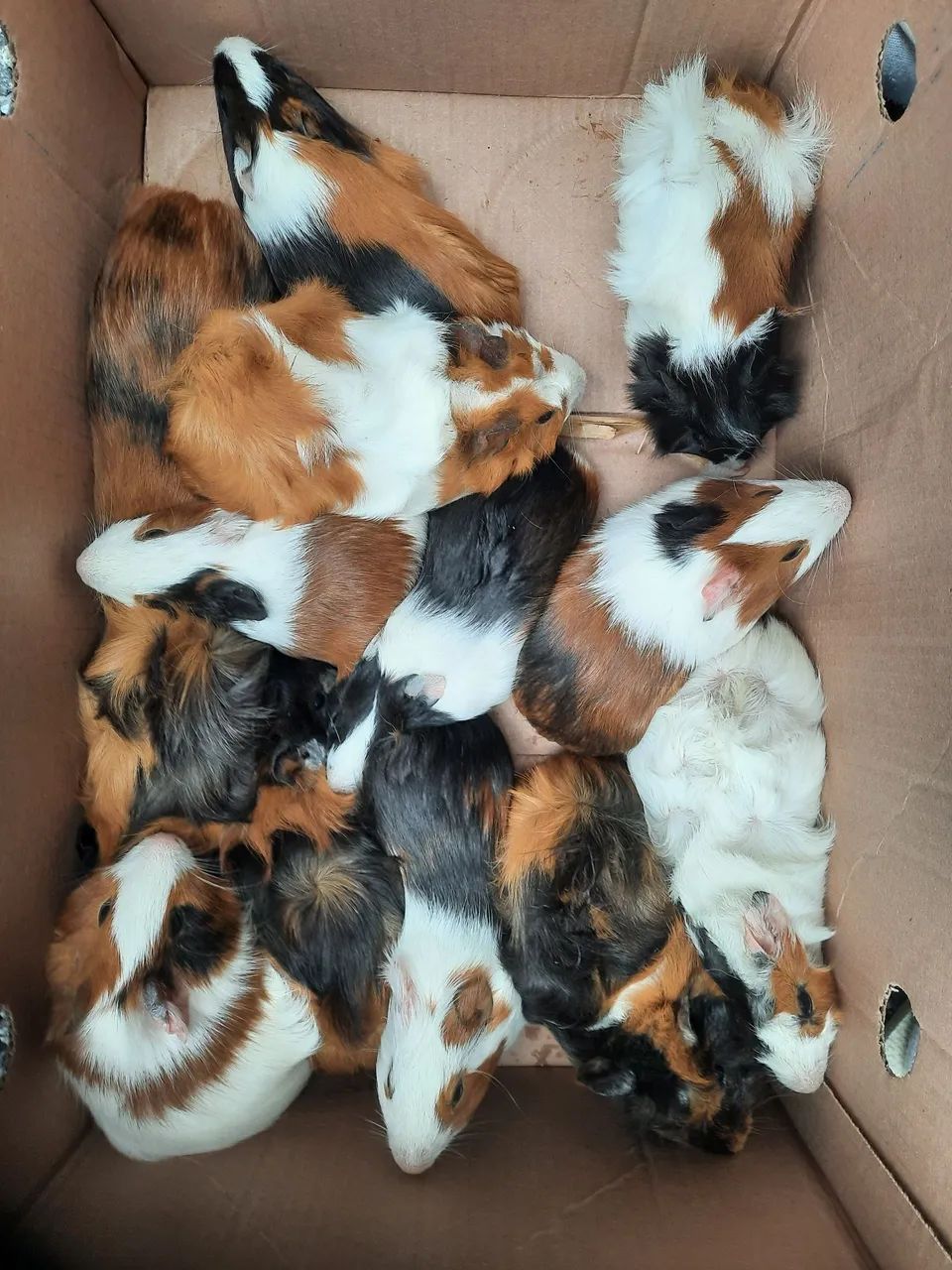 Porquinho da Índia Filhote