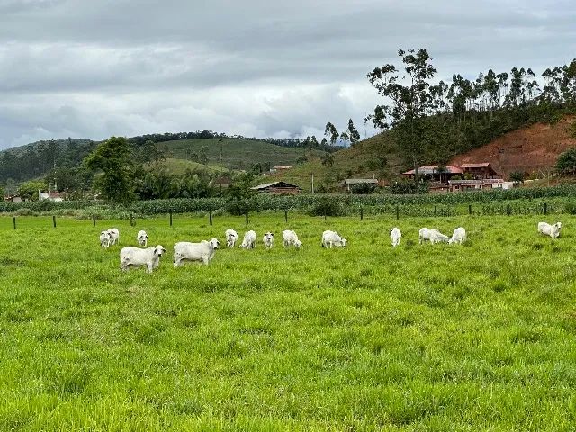 Touros e terneiros da raça Bhramam  - Foto 3