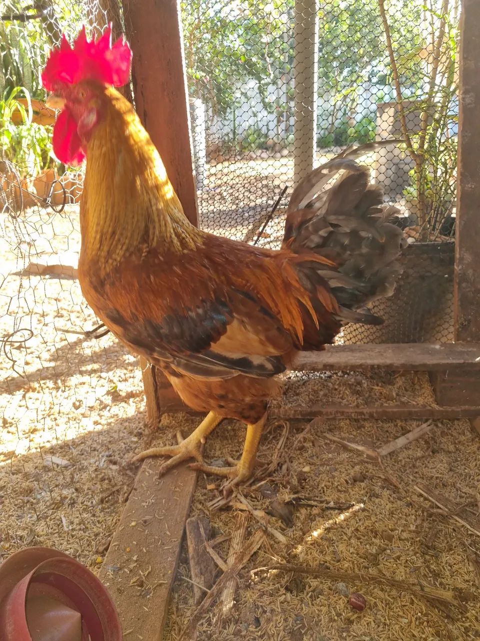 Galo De Seleção - Genética para Ovos Multicoloridos - Foto 4